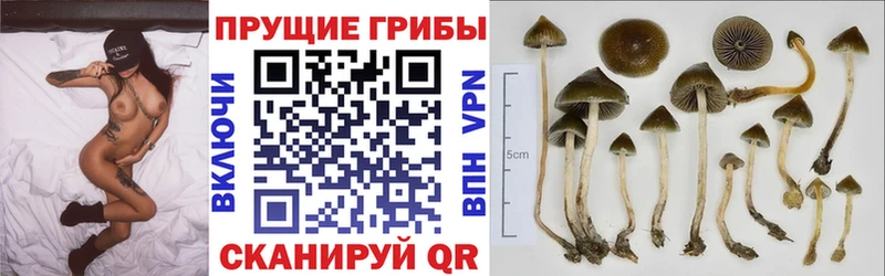 Галлюциногенные грибы Psilocybe  Каргат 